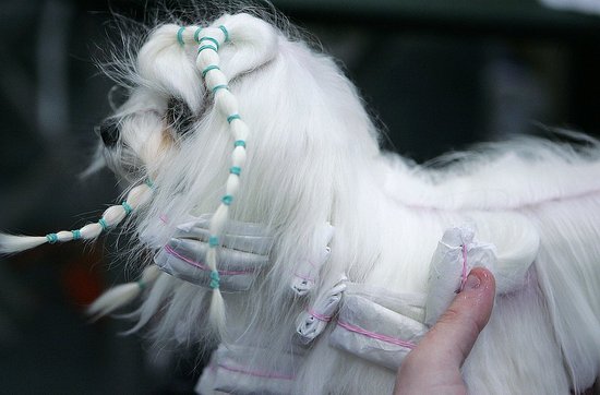 dog hairstyles. Pictures of Dog Hairstyles